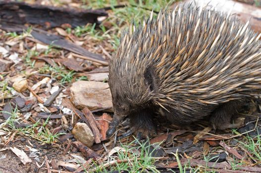 an australian echidna wanders along the ground