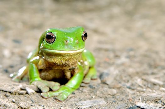 litoria caerula - green tree frog on ground