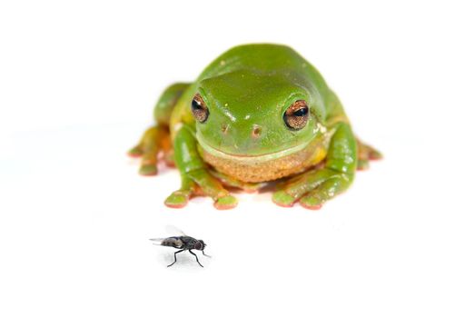 a green tree frog (litoria caerula) isolated on white background