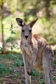 an image of an small eastern grey kangaroo in the wild