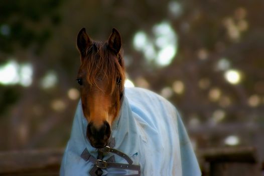 soft and dreamy image of a horse with blanket