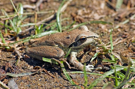 a small litoria brevipalmata (green thighed frog) sits on the dirt