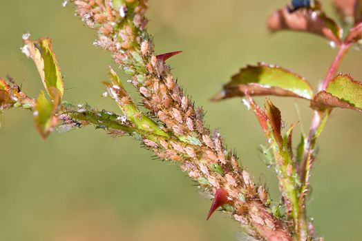 aphids are covering some  rose branches