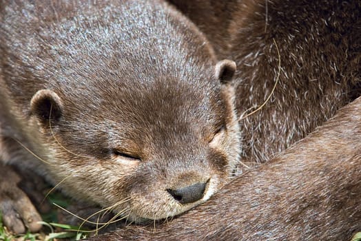 a nice small clawed otter asleep with head on tail