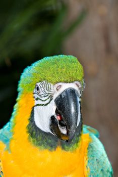 a headshot of big bright macaw bird