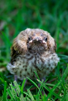 a little baby miner bird that has fallen from the nest and is sitting staring at the camera
