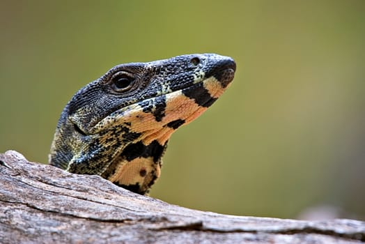 lace monitor