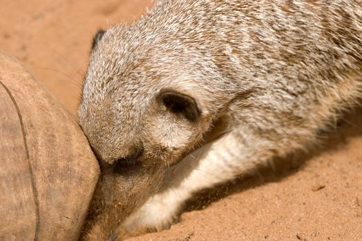 a meerkat digs a burrow under some wood