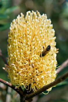 a bee is upside in collecting pollen from a big yellow banksia flower