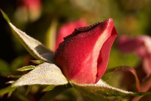 rosebud in the dew
