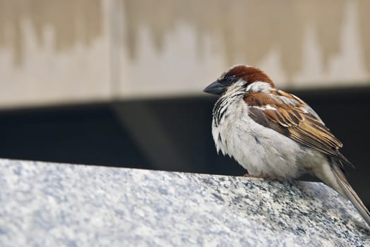 small brown sparrow in the city sits on a concrete wall