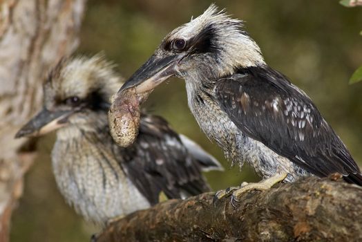 pair of kookaburras