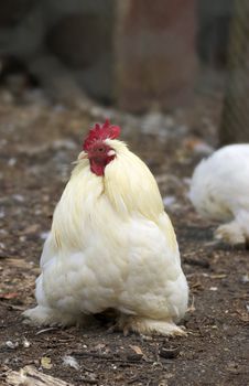 a white fluffy chicken in the hen house