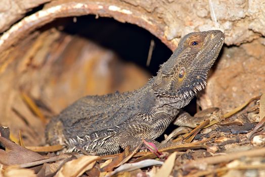 a central bearded dragon coming out of its den