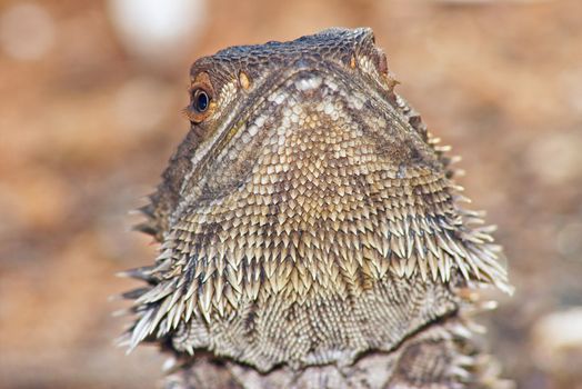 a central bearded dragon a central bearded dragon looking into the camera with head raised back