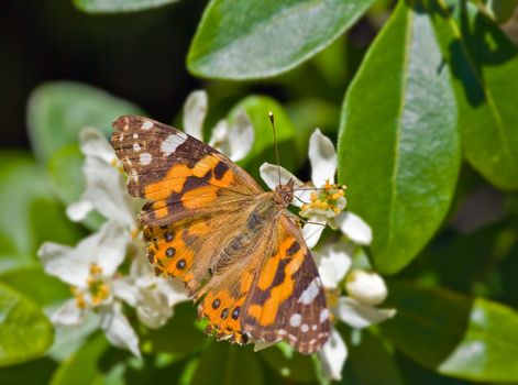 beautiful orange monarch butterfly on white flowers