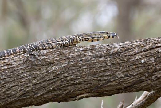 lace monitor tonque out