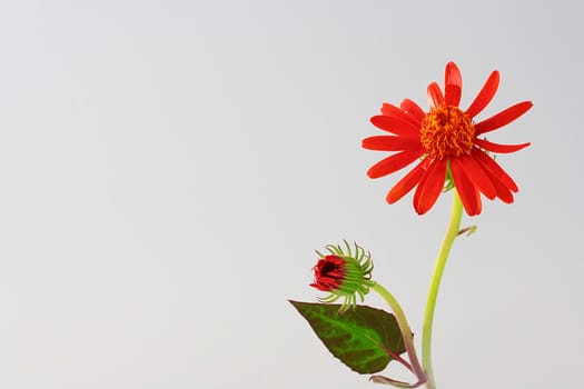 Brightly red flower with a bud, is used in the decorative purposes.