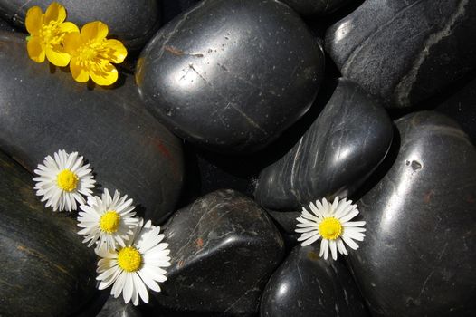 happy daisy flowers on black stone background showing health and wellness concept