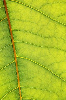 structure texture and pattern of green leaf