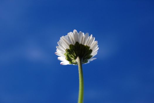 daisy from below under blue sky in summer