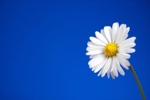 happy daisy flower under blue spring sky