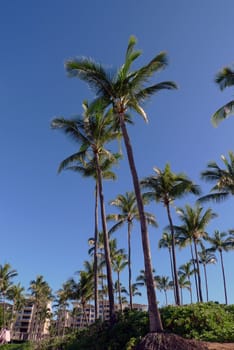 palm trees on a beach with hotels in the backround