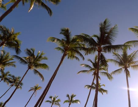 A row of palm trees on the beach