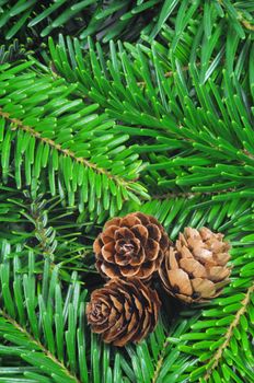 green fir from a xmas or christmas tree can be uses as background