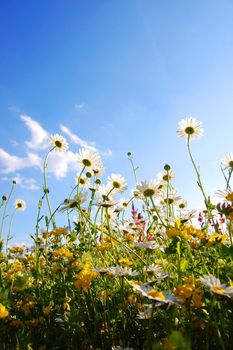 daisy flowers from below with blue sky on sunny summer day