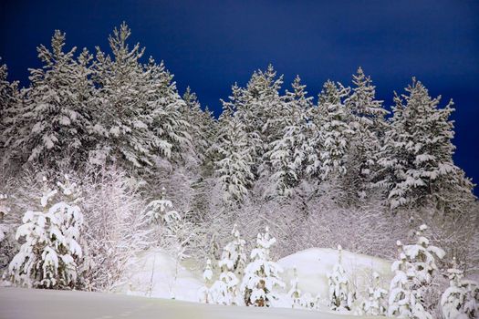 Winter wood photographed in the night from the help of a lantern