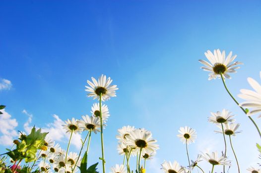 daisy flowers from below under blue sky in summer