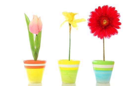 flowers in pot isolated on white background