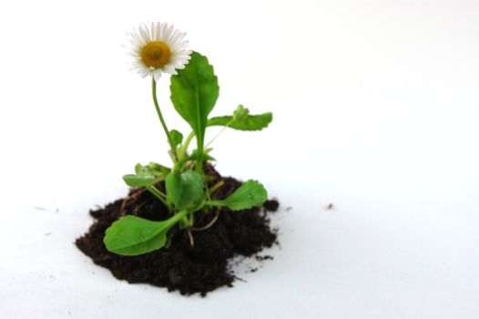 Plant and soil isolated on a white background.