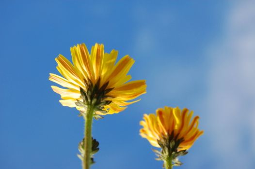 happy flower under blue summer sky on grassland