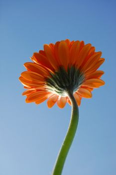 gerbera daisy from below under blue sky in summer