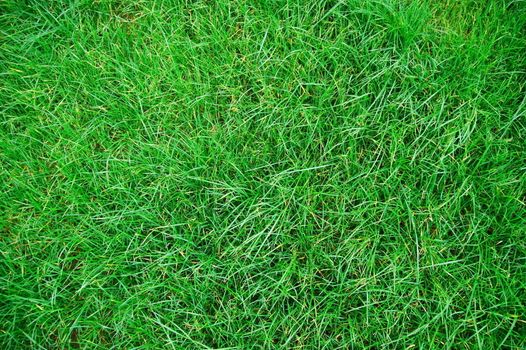 green grass texture on a meadow or grassland