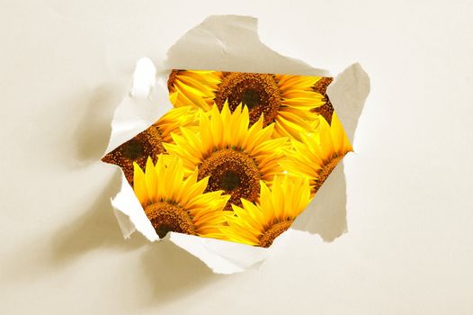 flower behind hole in blank paper showing freedom