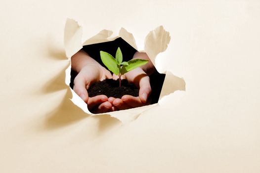 hole in paper and plant in hands showing concept of ecology and growth