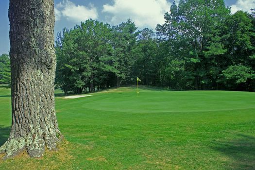 View of golf green with a large tree by it's side