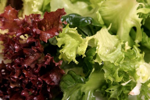 Mixed lettuce leaves closeup