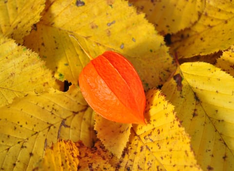 Physalis on fall leaves