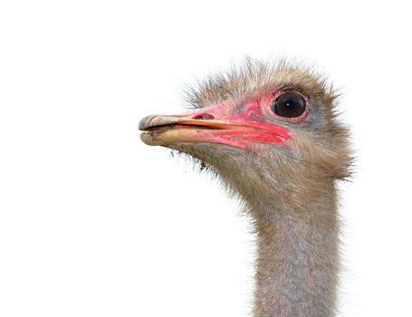 Ostrich