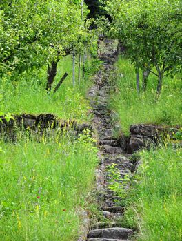 Traditional orchard