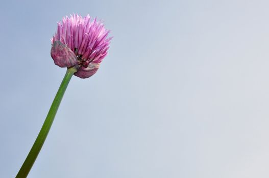 Onion flower