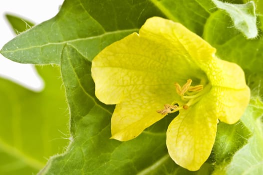 a blooming yellow henbane