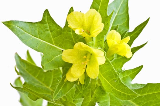 a blooming yellow henbane