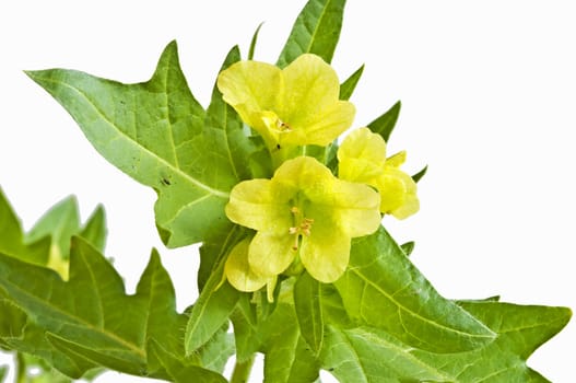 a blooming yellow henbane