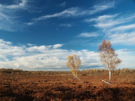 Two birch trees in a fern field