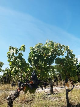 French vineyard around Saint Emilion
